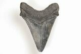 Fossil Megalodon Tooth - South Carolina #196853-1
